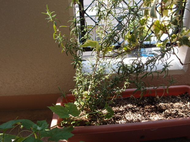c0354352_17082363.jpg