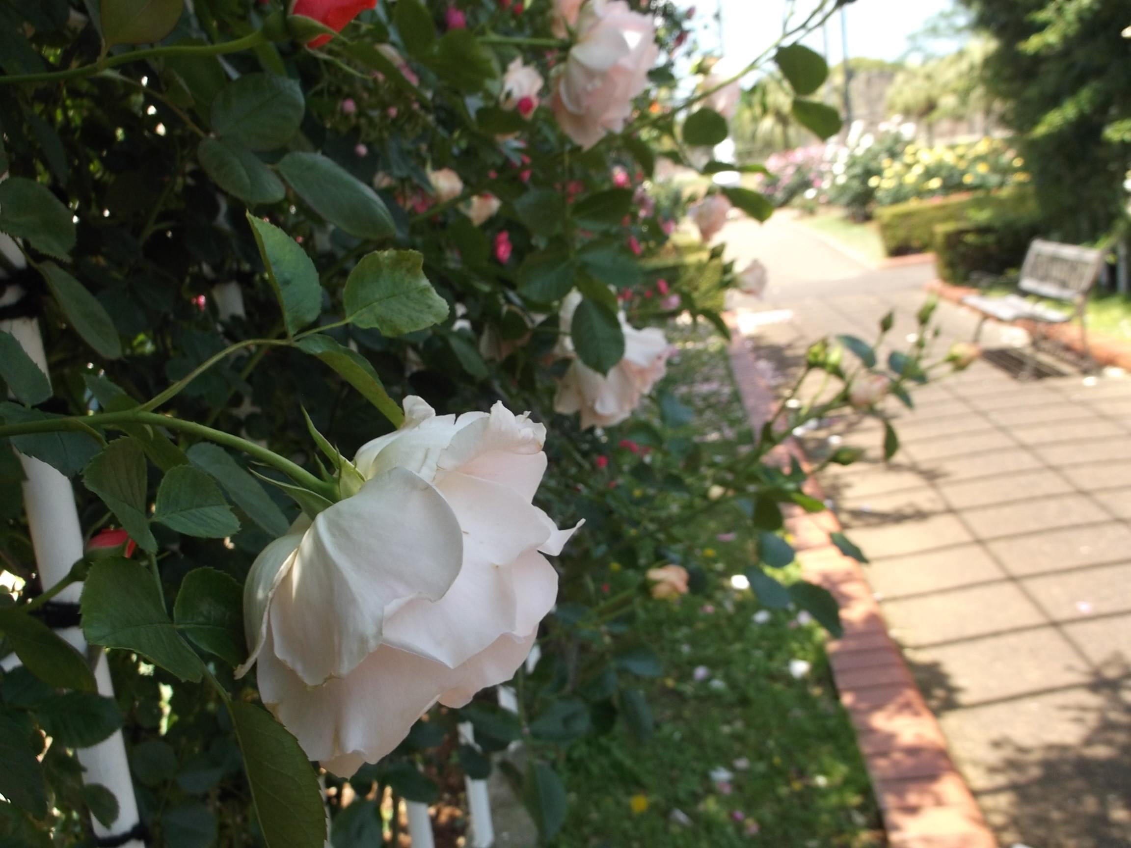 e0265768_1743179.jpg