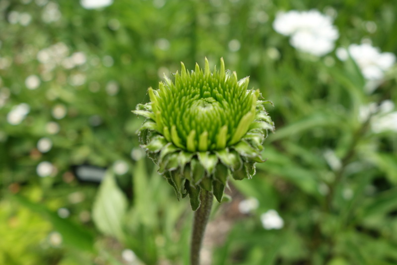 c0216472_1472988.jpg