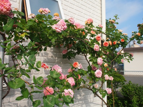 c0117007_2033883.jpg