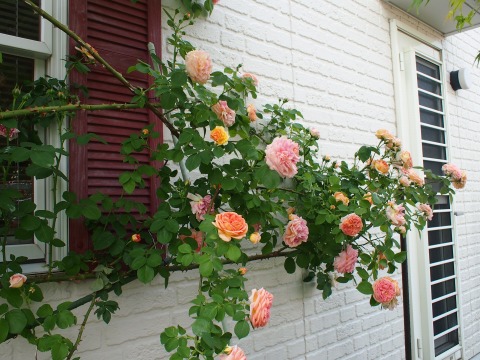 c0117007_20355726.jpg