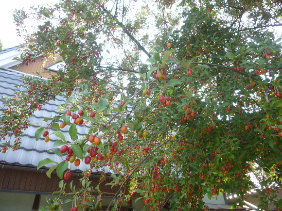 d0170615_2146375.jpg