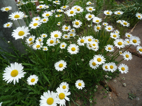 c0189218_1620443.jpg