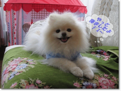 b0167519_23194092.gif