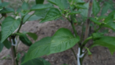 e0311225_10521234.jpg