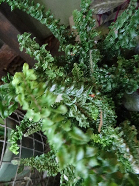 c0102228_20574861.jpg