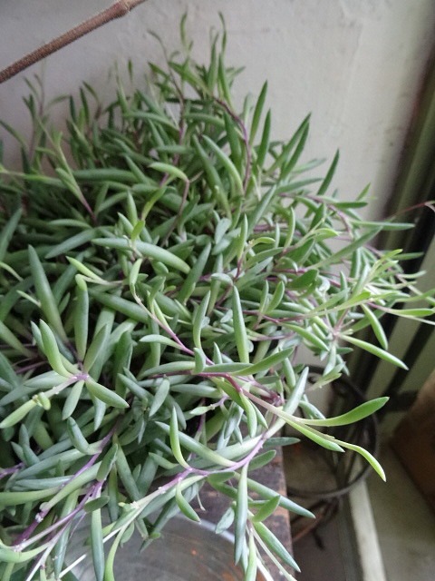 c0102228_20582361.jpg