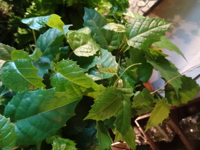 c0102228_2058947.jpg