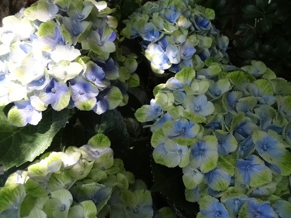 c0102228_2059296.jpg