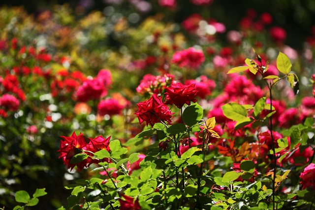 a0242438_19474480.jpg