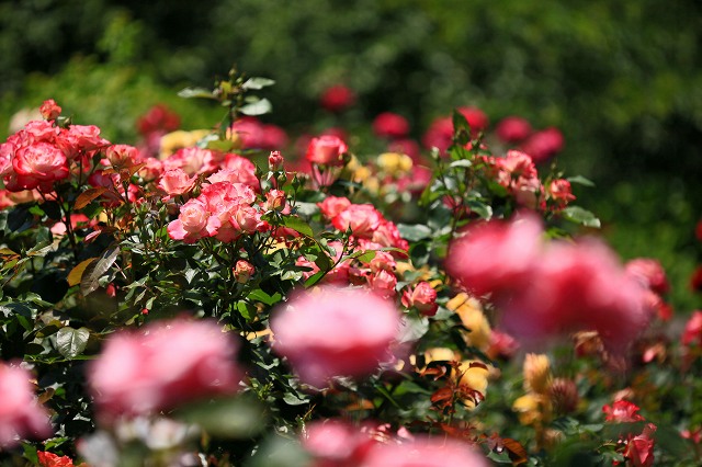 a0242438_19491449.jpg