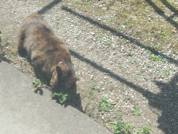 e0001558_09261231.gif