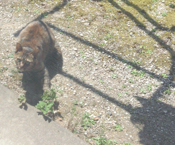 e0001558_09262601.gif