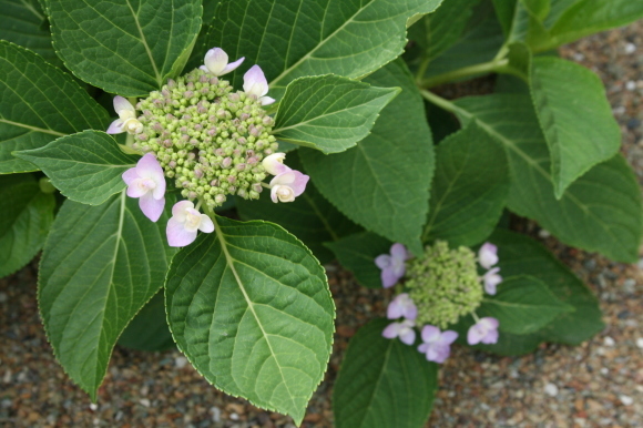 c0248269_21145199.jpg