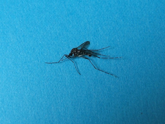 d0019074_8142724.jpg