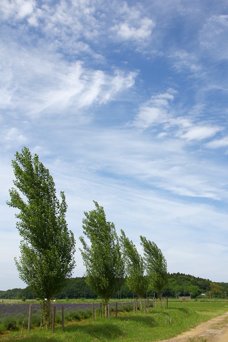 e0177190_044695.jpg