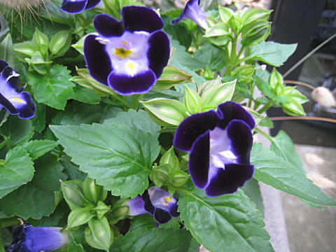 d0046702_12485569.jpg