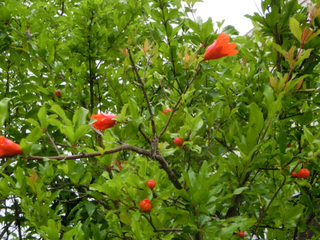 a0203003_14261740.jpg