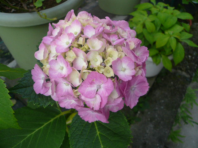 e0026017_19543395.jpg
