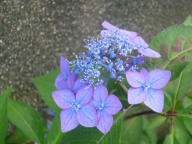 e0026017_1954422.jpg