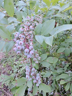 c0060919_15584272.jpg