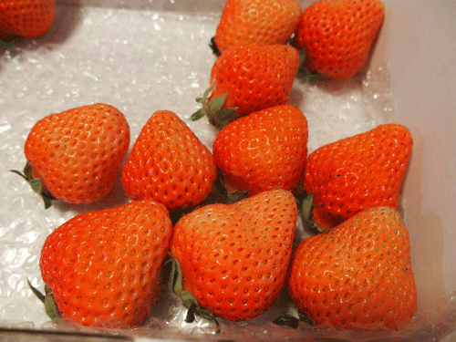e0312121_1058155.gif
