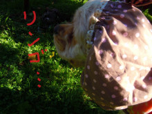 e0345627_16155393.jpg