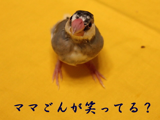 c0365734_21562697.jpg