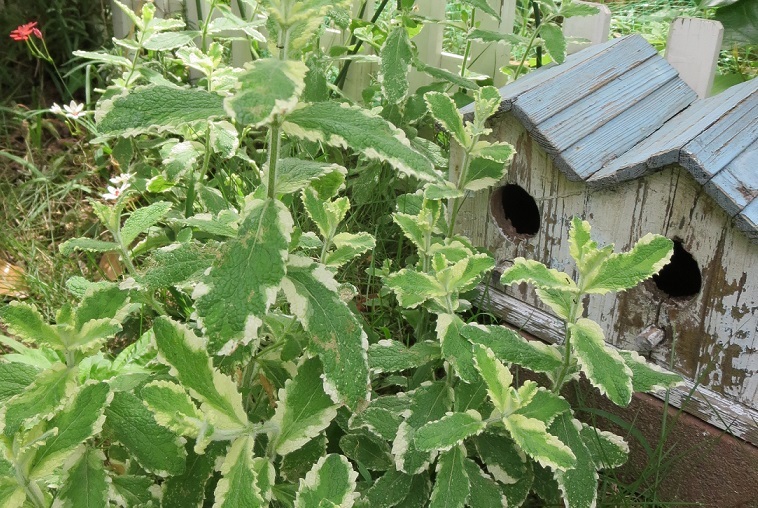 b0301236_04592259.jpg