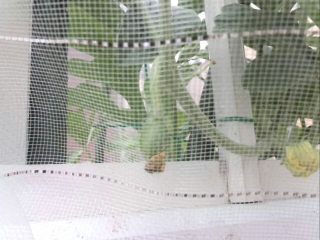 c0194042_10461125.jpg