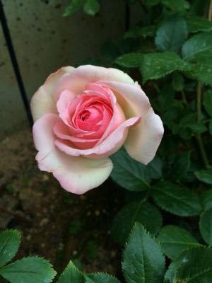 c0359445_7223736.jpg