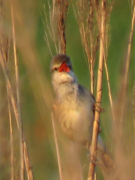 f0214649_6291043.jpg