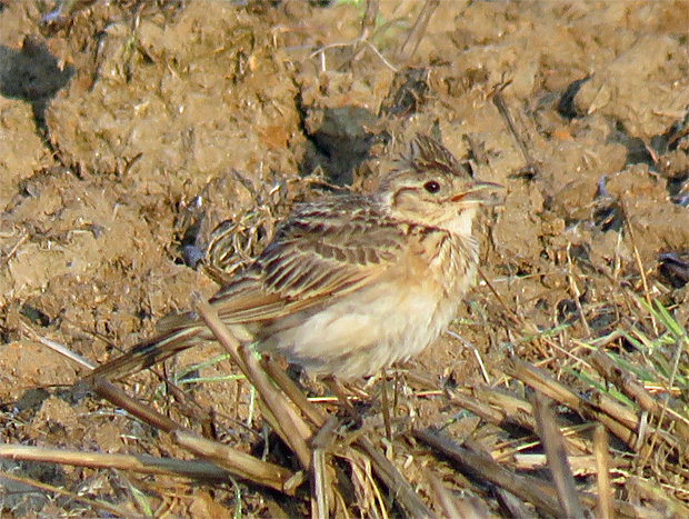f0214649_6313249.jpg