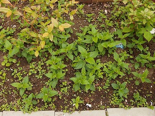 e0004756_211376.jpg