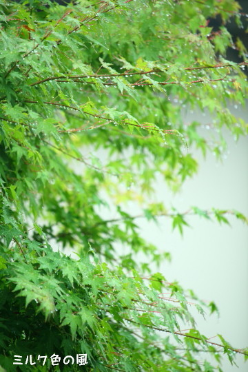 c0368870_16472324.jpg