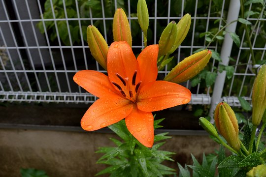 b0102572_1073728.jpg