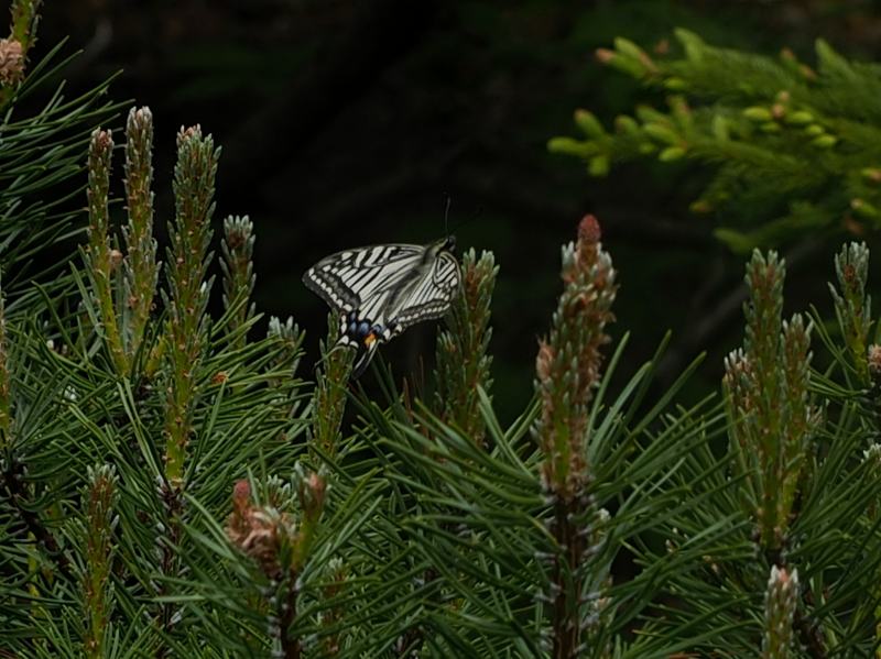 c0183777_15253671.jpg