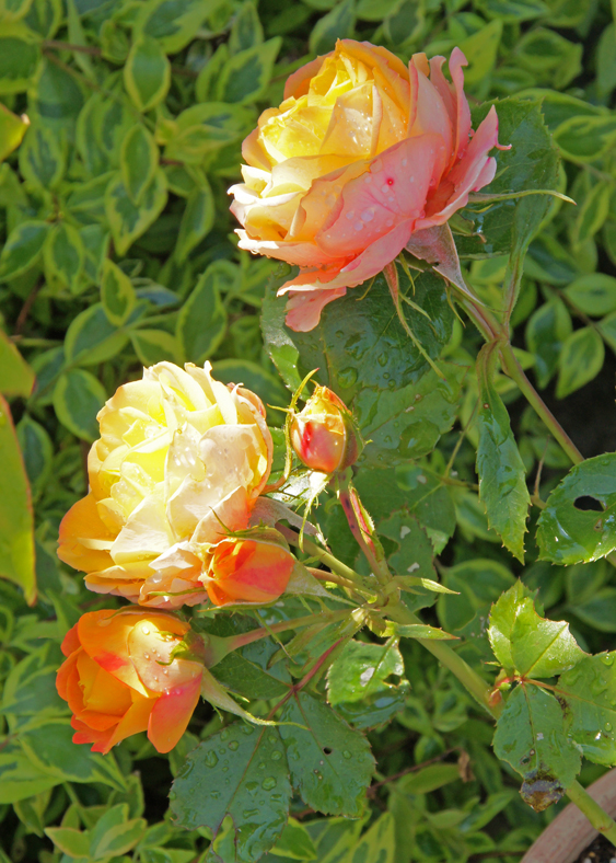 c0139591_2331844.jpg