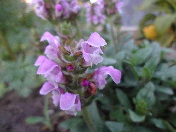e0292102_921526.jpg