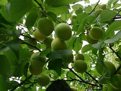 a0216805_105203.jpg