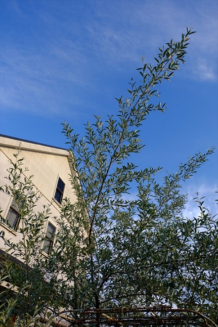 f0113108_6152023.jpg