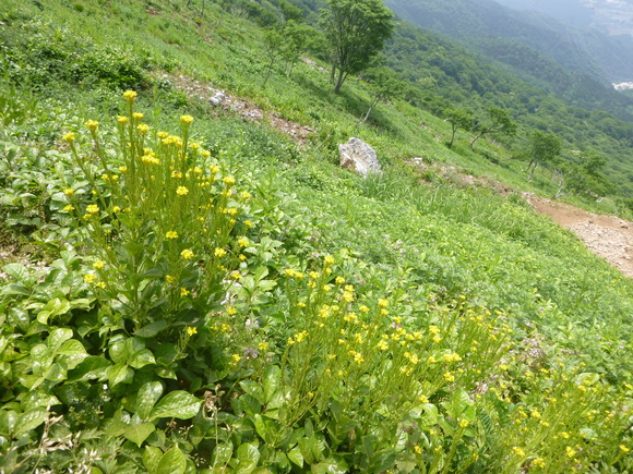 d0170615_19371559.jpg