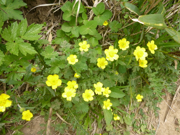 d0170615_19394724.jpg