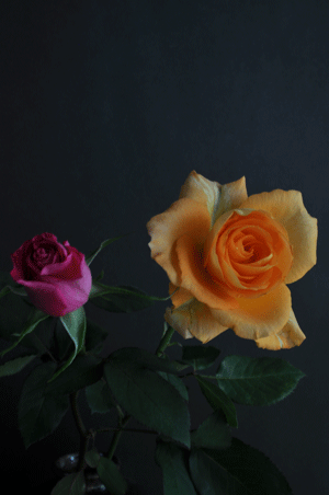e0312121_17314127.gif