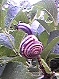 e0182926_111417.jpg