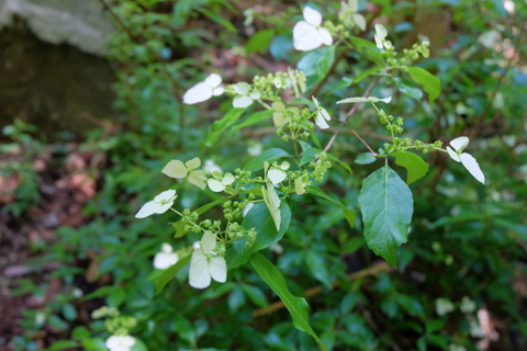 b0281732_8233288.jpg