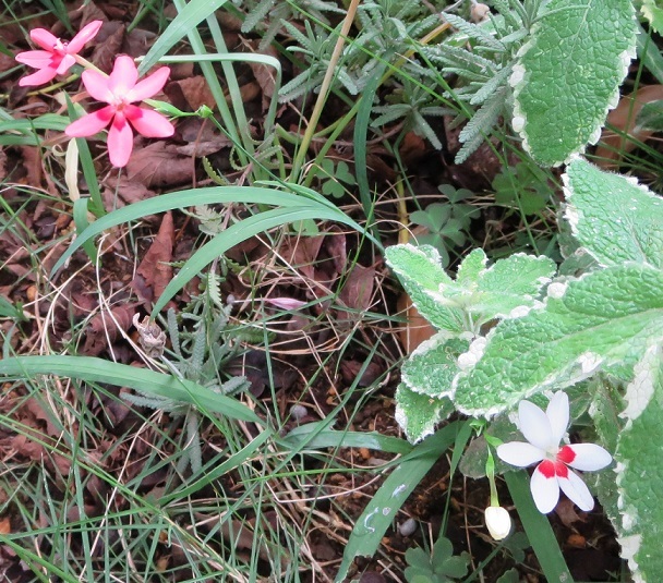 b0301236_04473642.jpg