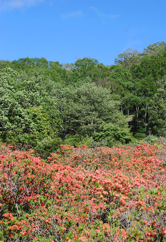 a0001354_21274110.gif