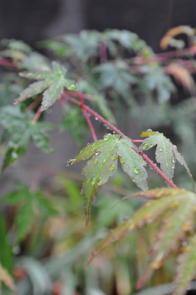 f0207664_4581737.jpg