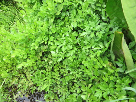 e0081170_8142773.jpg